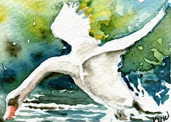 3rd Place - "Swan Dive" by Kathleen M. Ward, Edgerton WI - Watercolor - SOLD